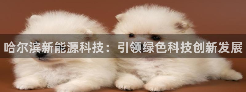 sunbet英语翻译